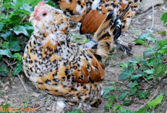 Belgian D’Uccles: A True Bantam Chicken Breed